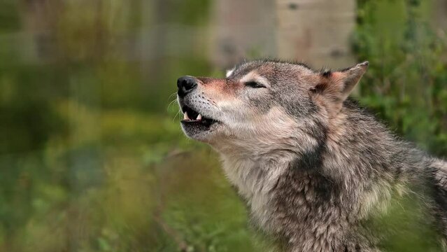 Wolf Howling in Forest, Alberta
