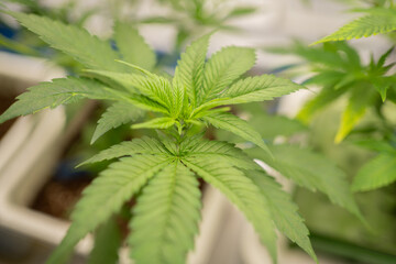 Marijuana, hemp or cannabis plant leaves farm lab. Organic product in laboratory in technology...