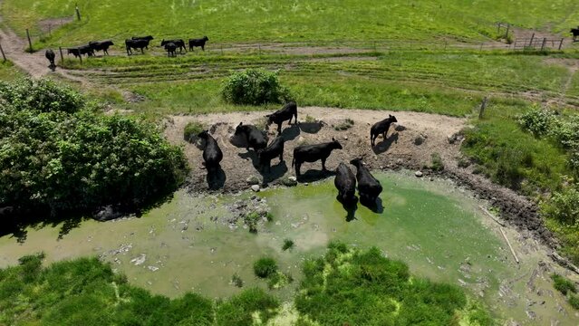 Orbiting aerial shot of cows cooling off in water during the heat of the day.
