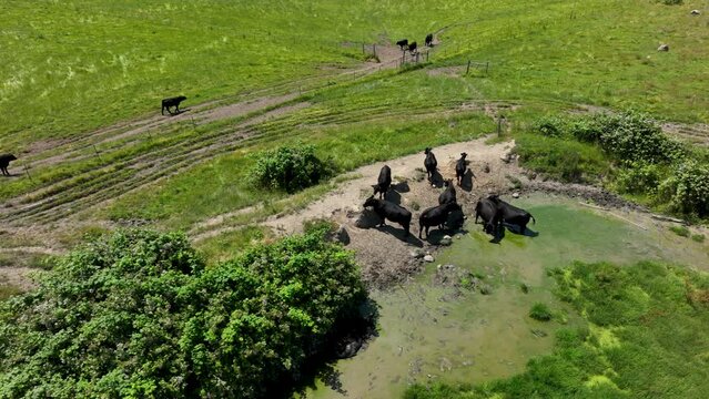 Sliding aerial shot of a group of cows cooling off in water surrounded by green fields.