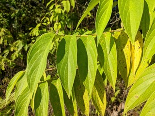Piper aduncum plants in the morning