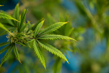Marijuana, hemp or cannabis plant leaves farm lab. Organic product in laboratory in technology...