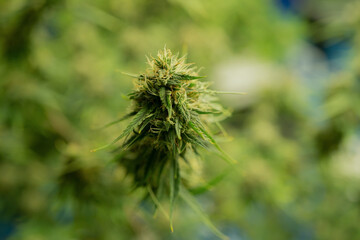 Fototapeta premium Marijuana, hemp or cannabis plant leaves farm lab. Organic product in laboratory in technology medical, healthcare, research concept. Natural food. Ganja
