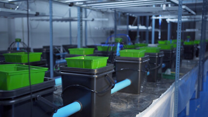 Marijuana, hemp or cannabis plant leaves farm lab. Organic product in laboratory in technology medical, healthcare, research concept. Natural food. Ganja