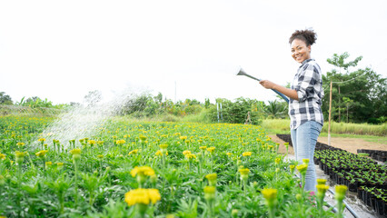 Close-up shot of a woman watering tagetes (marigolds) with a hose.Beautiful girl watering from a...