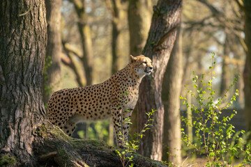 Between the trees there is a cheetah..