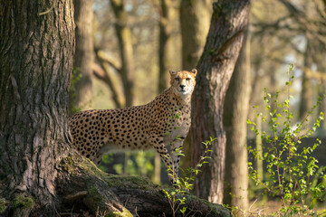 Between the trees there is a cheetah..