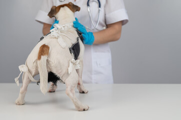 A doctor puts a blanket on a Jack Russell Terrier dog after a surgical operation.