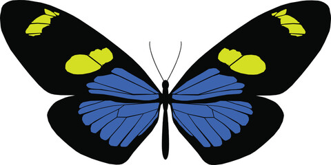 Vector illustration of Butterfly Pattern