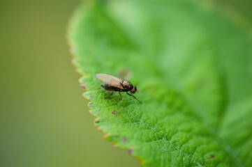 Tropical Fruit Fly Drosophila Diptera Parasite Insect Pest Close-up