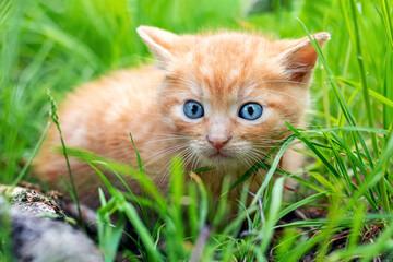 Naklejka na ściany i meble Cute redhead frightened kitten in the garden among the green grass