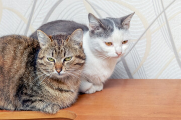 Two cats sitting in a room on a chest of drawers