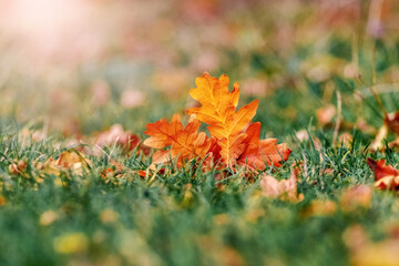 Dry oak leaves in the forest on green grass in sunny weather