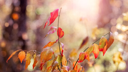 Colorful autumn leaves on a tree in an autumn forest in sunny weather