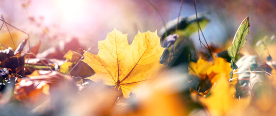 Yellow autumn maple leaves on the ground in the forest in sunny weather on a blurred background