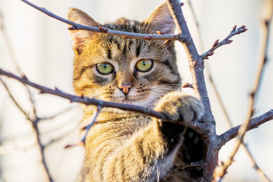 A small tabby cat on a tree in autumn in sunny weather