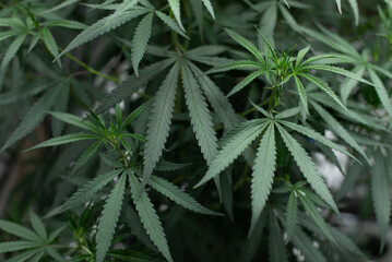 Naklejka na ściany i meble cannabis leaf ,hemp leaf ,marijuna leaf, marijuna 