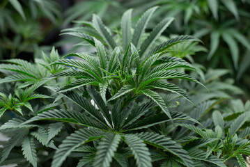 cannabis leaf ,hemp leaf ,marijuna leaf, marijuna 