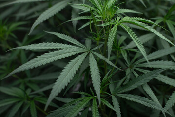 Fototapeta na wymiar cannabis leaf ,hemp leaf ,marijuna leaf, marijuna 