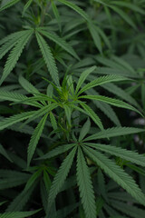 Naklejka na ściany i meble cannabis leaf ,hemp leaf ,marijuna leaf, marijuna 