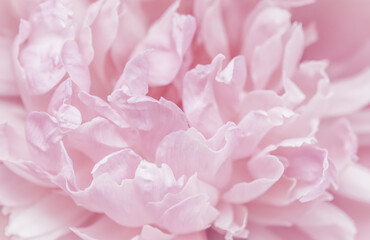 Fototapeta na wymiar Pink peony flower petals. Soft focus. Abstract floral background for holiday brand design