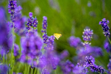 Lavender flower with butterfly on it