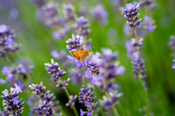 Lavender flower with butterfly on it