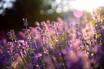Lavender flower in sunset light