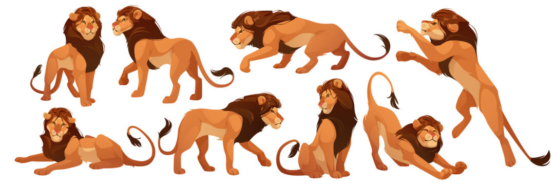 Lion wild african animal isolated set. Proud powerful leo king, mammal, wild jungle cat in various poses standing, sitting, lying, hunting, stretching body, zoo park predator, Vector illustration
