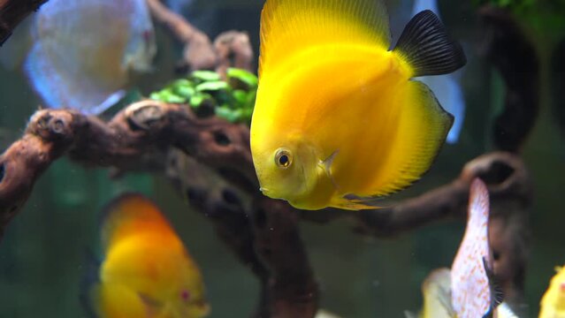 Red and white pigeon blood discus and yellow discus fish in home aquarium.