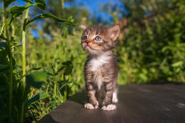 Obraz premium Newborn gray kitten close up. Kitten at one month old of life on nature, outdoors