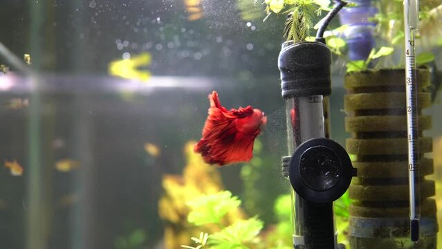 Red betta fish with long flowing fins swimming in aquarium