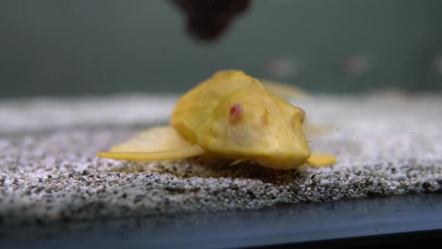 Albino Pleco catfish sitting at the bottom and moving its mouth.