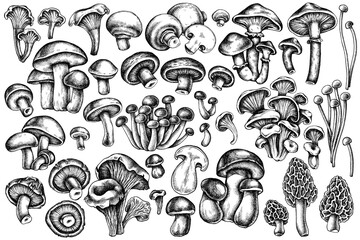 Vector set of hand drawn black and white oyster mushroom, champignon, honey agaric, etc. - obrazy, fototapety, plakaty