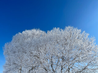 Frost covered tree and blue sky