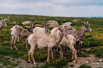 Mountain Goats - Colorado Nature Photography in the Summer