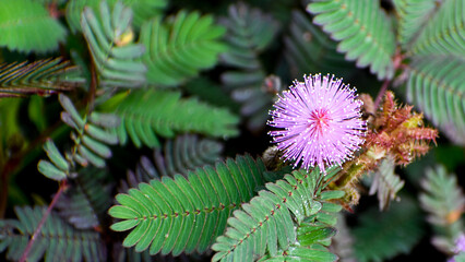 Shameplant (Mimosa pudica) also known as  humble plant flower growing in the garden.