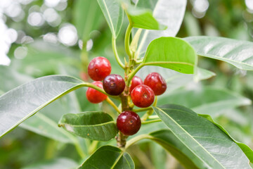 Bignay fruit (Antidesma bunius) on its stem in the wild.