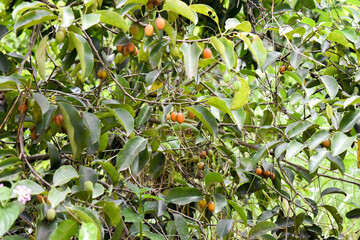 Spanish cherry (Mimusops elengi) or bullet wood fruit on it tree branch.