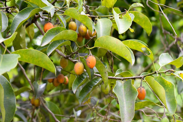 Spanish cherry (Mimusops elengi) or bullet wood fruit on it tree branch.