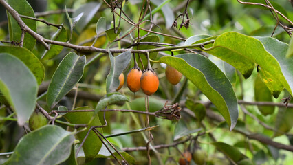 Spanish cherry (Mimusops elengi) or bullet wood fruit on it tree branch.