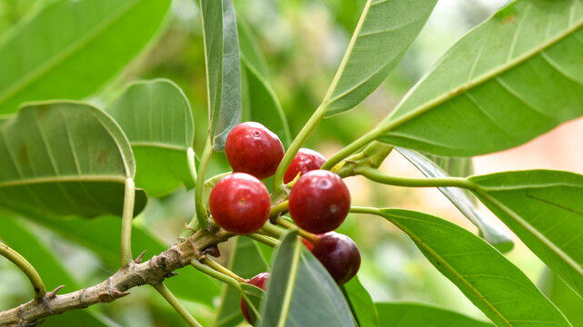 Bignay fruit (Antidesma bunius) on its stem in the wild.