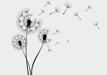 Fotobehang Flying dandelion seeds, vector icon. Vector isolated decoration element from scattered silhouettes.  © halimqdn