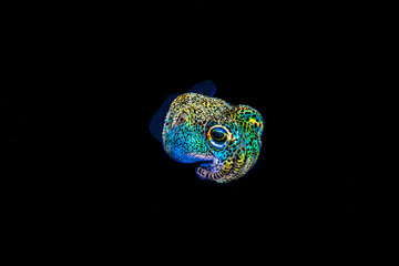 Sepiolida or bobtail squid in colors on a black water macro shoot in Res Sea of Egypt