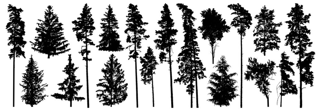 Set of forest trees. Silhouette of pines, spruces, deciduous trees. Vector illustration