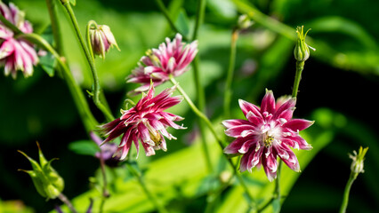 Columbine. Nora Barlow Columbine. Aquilegia common stellate burrow barlow red flowers. A beautiful aquilegia named Nora Barlow in the garden.