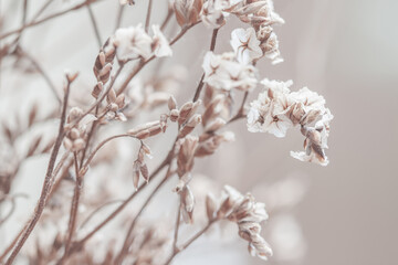 Beige neutral romentic lovely flowers with blur background macro