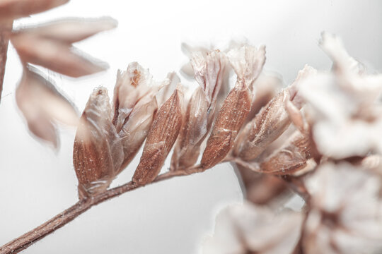 Beige neutral romentic lovely flowers buds with blur background macro