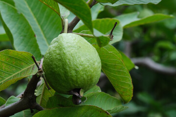 Organic guava fruit. green guava fruit hanging on tree in agriculture farm of India in harvesting season, This fruit contains a lot of vitamin C.