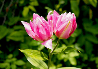 Beautiful pink double lily at the beginning of flowering